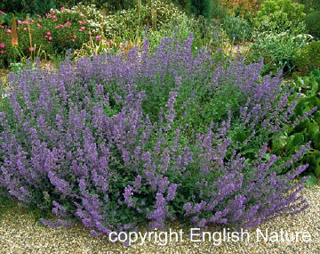 Nepeta - a good plant for attracting butterflies